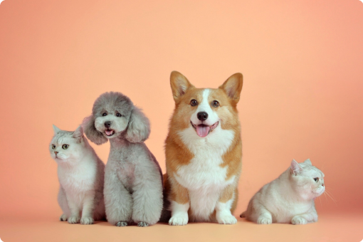 Mascotas Mascare